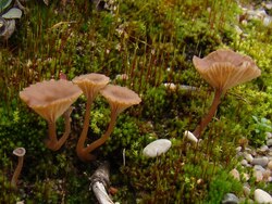 Thaxterogaster purpurascens (zasłonak purpurowiejący)