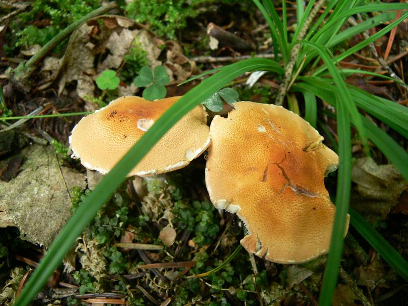 Thaxterogaster purpurascens (zasłonak purpurowiejący)