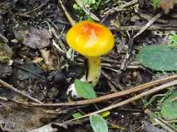 Hygrophorus hypothejus var. aureus