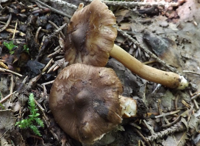 Thaxterogaster purpurascens (zasłonak purpurowiejący)