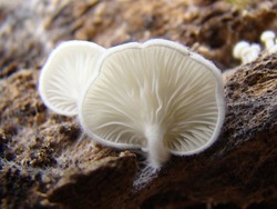 Clitopilus scyphoides f. reductus