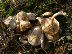 Thaxterogaster purpurascens (zasłonak purpurowiejący)