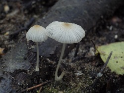 Thaxterogaster purpurascens (zasłonak purpurowiejący)