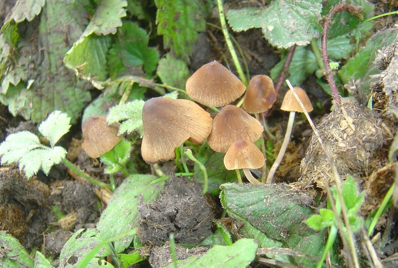 Thaxterogaster purpurascens (zasłonak purpurowiejący)