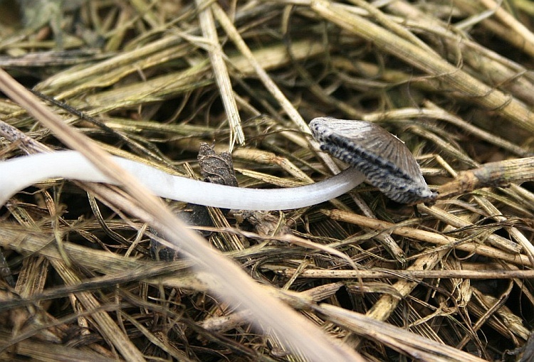 Thaxterogaster purpurascens (zasłonak purpurowiejący)