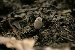 Thaxterogaster purpurascens (zasłonak purpurowiejący)