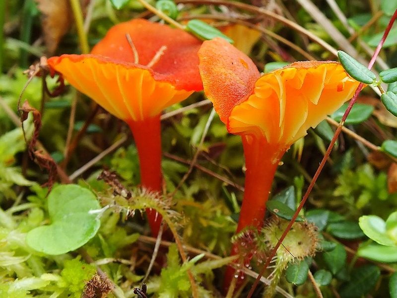 Thaxterogaster purpurascens (zasłonak purpurowiejący)