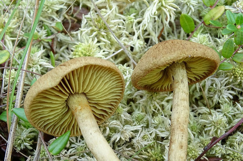 Thaxterogaster purpurascens (zasłonak purpurowiejący)