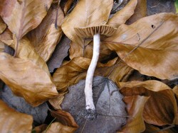 Cortinarius casimirii f. subsertipes (zasłonak brązowokakaowy)