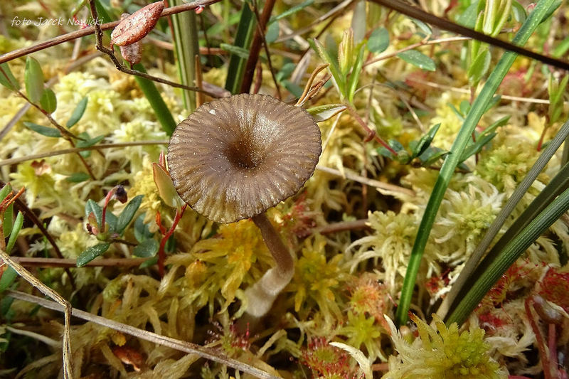 Thaxterogaster purpurascens (zasłonak purpurowiejący)