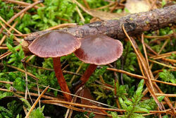 Thaxterogaster purpurascens (zasłonak purpurowiejący)