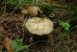 Thaxterogaster purpurascens (zasłonak purpurowiejący)