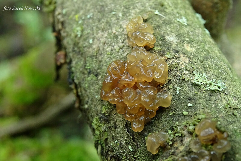 Thaxterogaster purpurascens (zasłonak purpurowiejący)