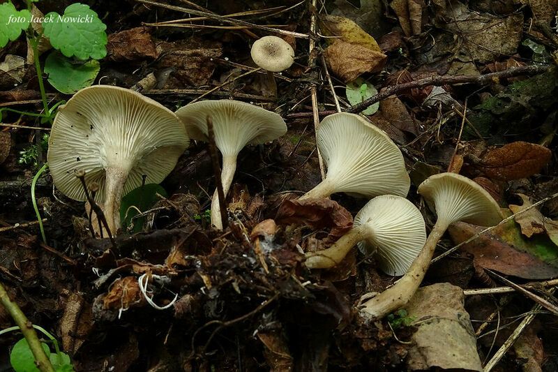 Thaxterogaster purpurascens (zasłonak purpurowiejący)