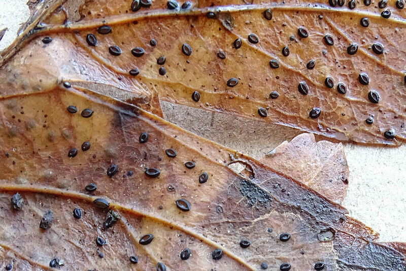 Thaxterogaster purpurascens (zasłonak purpurowiejący)