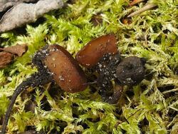 Thaxterogaster purpurascens (zasłonak purpurowiejący)