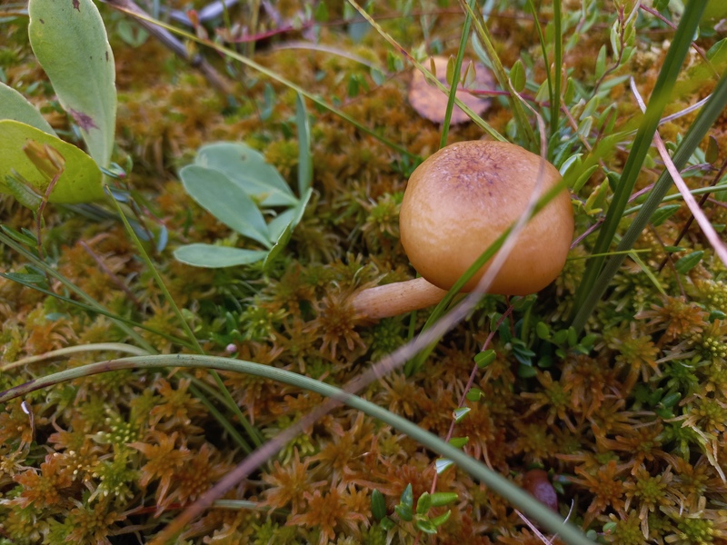 Thaxterogaster purpurascens (zasłonak purpurowiejący)