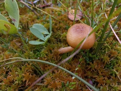 Thaxterogaster purpurascens (zasłonak purpurowiejący)