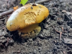 Thaxterogaster purpurascens (zasłonak purpurowiejący)