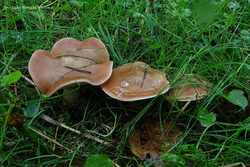 Thaxterogaster purpurascens (zasłonak purpurowiejący)