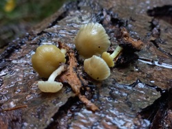 Thaxterogaster purpurascens (zasłonak purpurowiejący)