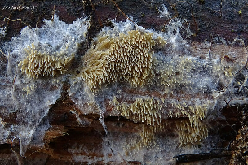 Thaxterogaster purpurascens (zasłonak purpurowiejący)