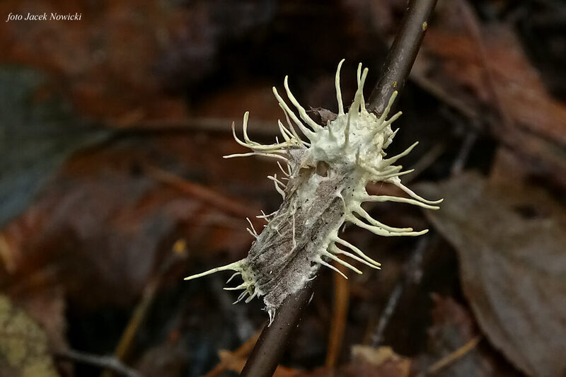 Thaxterogaster purpurascens (zasłonak purpurowiejący)