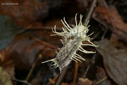 Thaxterogaster purpurascens (zasłonak purpurowiejący)