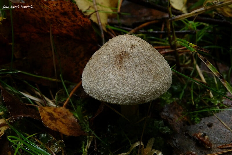 Thaxterogaster purpurascens (zasłonak purpurowiejący)