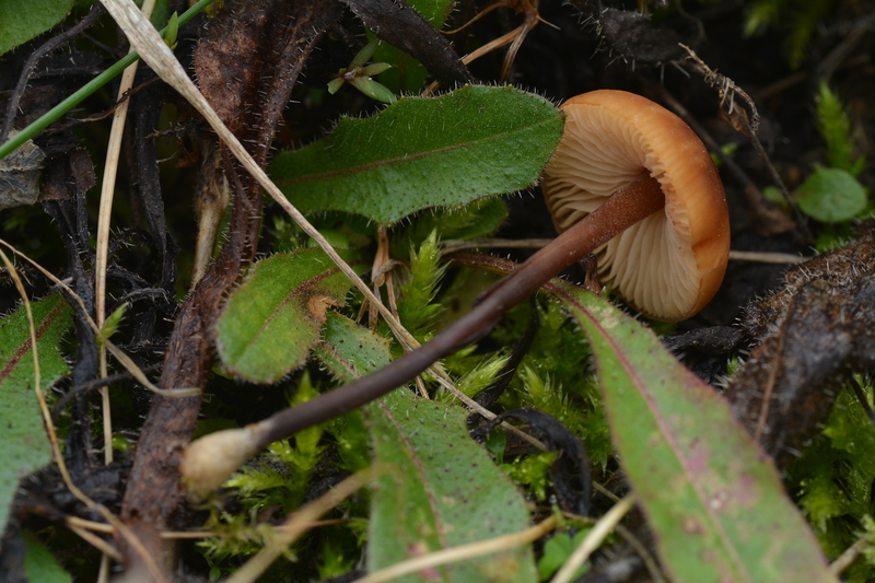 Thaxterogaster purpurascens (zasłonak purpurowiejący)