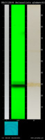 Melanelixia glabratula (przylepnik łysawy)