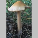 Amanita crocea (muchomor żółtawy)