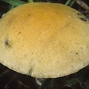 Stropharia coronilla (pierścieniak murawowy)