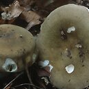Russula cicatricata