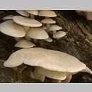 Ossicaulis lignatilis (lejkownica nadrzewna)