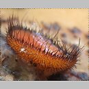 Scutellinia scutellata (włośniczka tarczowata)