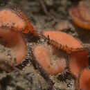 Scutellinia trechispora (włośniczka szorstkozarodnikowa)