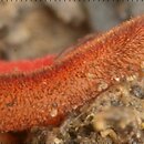 Scutellinia barlae