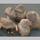 Geastrum minimum (gwiazdosz najmniejszy)