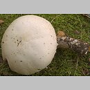 Agaricus excellens