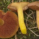 Chalciporus piperatus (maślaczek pieprzowy)