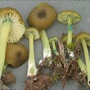 Entoloma verae