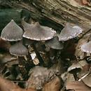 Cortinarius paleaceus (zasłonak pelargoniowy)