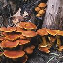 Gymnopilus junonius (łysak wspaniały)