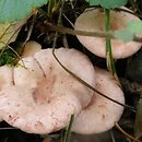 Lactarius lilacinus (mleczaj liliowy)