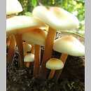 Flammulina fennae (płomiennica letnia)