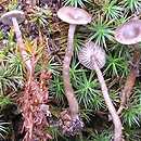 Rhodocybe (rumieniak)