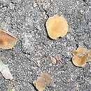 Peziza granularis