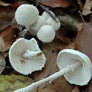 Cystolepiota adulterina (czubniczka bukowa)