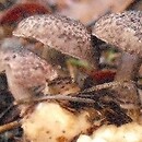 Squamanitaceae (łuskówkowate)